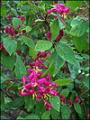 Arnold Red Honeysuckle